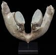 Wide Woolly Mammoth Lower Jaw With M Molars #57823-4